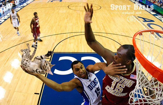 sports-balls-replaced-by-cats-2