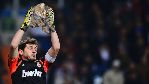 sports-balls-replaced-by-cats-3