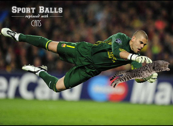 sports-balls-replaced-by-cats-6