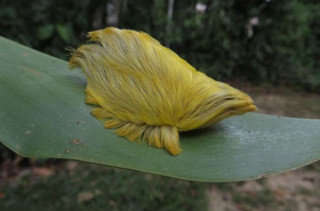 A Caterpillar That Looks Like Donald Trump's Comb-over