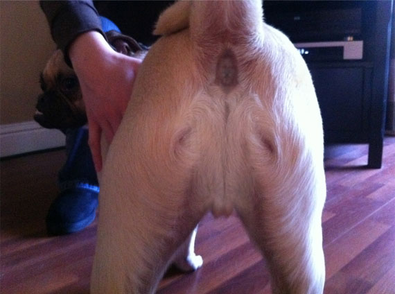 Jesus Spotted In A Dog’s Bum Bum