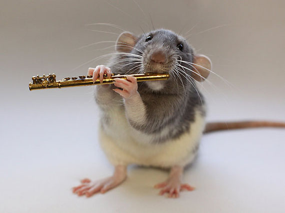 rat-playing-musical-instruments-5.jpg