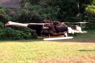 No, Just No: Ostrich Quadracopter