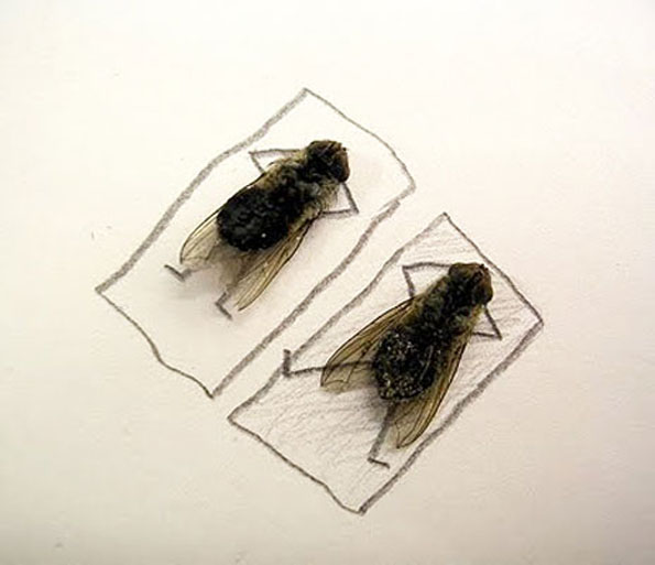 dead-flies-funny-photos-7.jpg
