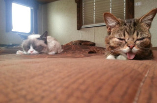 Lil Bub Meets Grumpy Cat