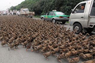 Caption This: Ducks! (Win Stuff)