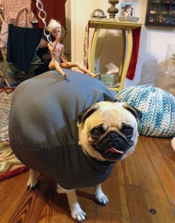 Wrecking-Ball-Pug-Costume-2.jpg