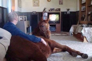 Caption This: Horse Watching TV (Win Stuff)