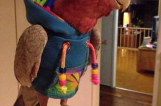 A Parrot In A Hoodie