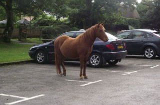 Caption This: Horse Parking (Win Stuff)