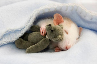Rats & Mini Teddy Bears
