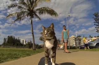 Watch This Cat Pull Off Some Sick Skateboard Tricks