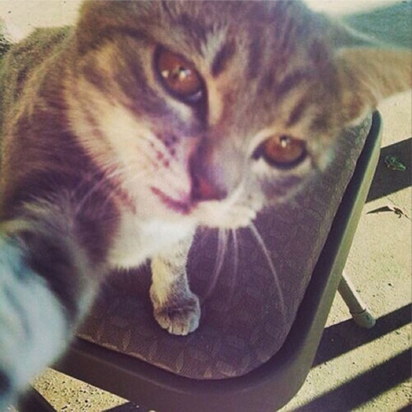 cat-selfies-2.jpg