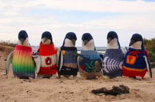Penguins In Sweaters Will Make You Happy