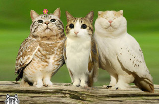 Meowls: Cat Heads, Owl Bodies
