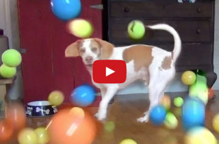 This Dog Receives 100 Balls For His Birthday. Luckiest Pup Ever!