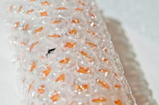 Goldfish Bubble Wrap Is Morbid, But Probably Still Fun To Pop