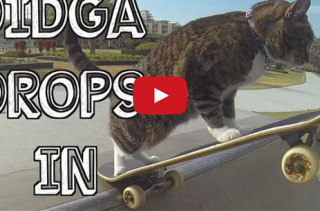 Meet Didga, A Skateboarding Cat