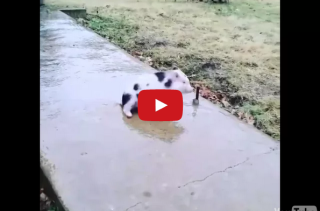 This Pig Sliding On The Frozen Sidewalk Is TOO CUTE