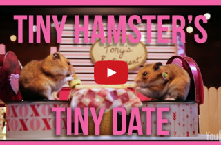 Tiny Hamsters Go On A Tiny Date For Valentine's Day