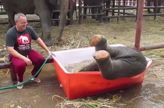 Nothing Is Cuter Than This Goofy Baby Elephant Taking A Bath