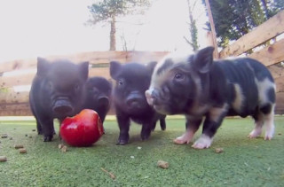 Micro Pigs Sharing An Apple Is TOO CUTE TO COMPUTE