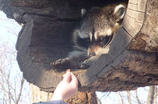 This Raccoon Reaching For Food Is Funnier Than It Should Be