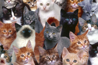 The World's First Ever Cat Convention Is Finally Happening
