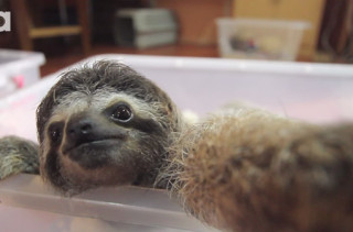 The Cutest Baby Sloth Finds A Camera & Takes Some Selfies