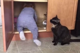 When The Baby Crawls Into The Cabinet, The Cat Locks Her In