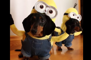 These Wiener Dog Minions Are Equal Parts Doofy & Adorable