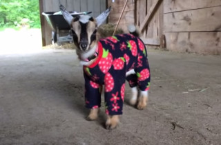 Baby Goats Frolicking In Pajamas Will Make You Smile Big Time