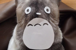 People Are Turning Their Cats Into Totoro & I Am Loving It!
