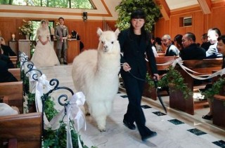 If You Get Married At This Chapel, An Alpaca Will Be Your Witness!