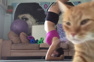 Watch As This Hilariously Evil Cat Ruins His Person's Yoga Video