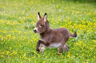 Nothing Is Cuter Than A Dwarf Donkey & More Incredible Links