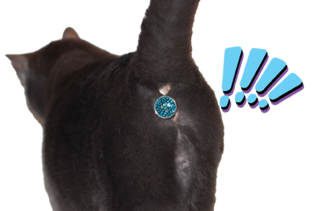 Twinkle Tush Is A Sparkly Gem That Covers Your Cat's Butt...
