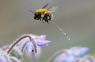 So Here's A Picture Of A Bee Peeing & More Incredible Links