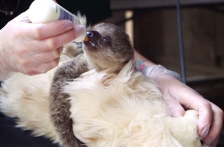 Watch This Baby Sloth Snuggling A Teddy Bear While Eating And Try Not Squee Your Face Off