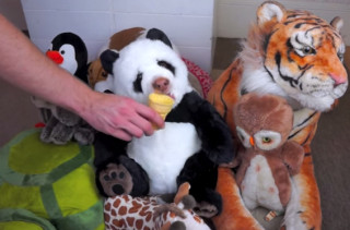 Watch This Stuffed Panda Bear Devour An Ice Cream Cone