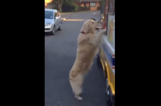 Zack The Dog Buys His Own Ice Cream & It Is Sooo Cute!