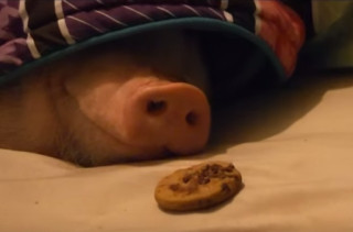 Watch As A Sleeping Pig Wakes Up To The Smell Of A Cookie