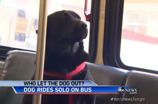 A Dog Learns How To Ride The Bus, Takes It Directly To The Park