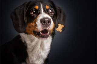 You Are Gonna Love These Photos Of Dogs Catching Treats