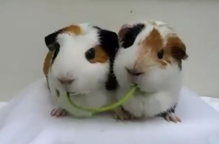 Two Guinea Pigs Recreate The Lady And The Tramp Scene...