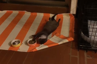 This Otter Eating While Relaxing On His Back Is All Of Us