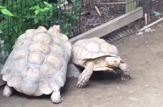 A Turtle Helping Another Turtle Will Warm Your Cold Heart
