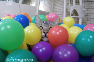 A Cat Enjoying A Ball Pit Is The Nicest Thing You'll See Today