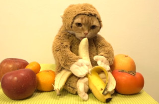Here's A  Cat In A Monkey Costume Licking A Banana, NBD