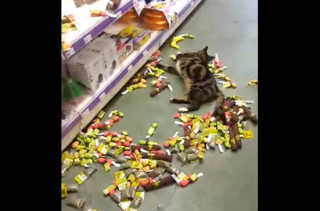 Watch This Cat Go On A Catnip Bender At The Pet Store